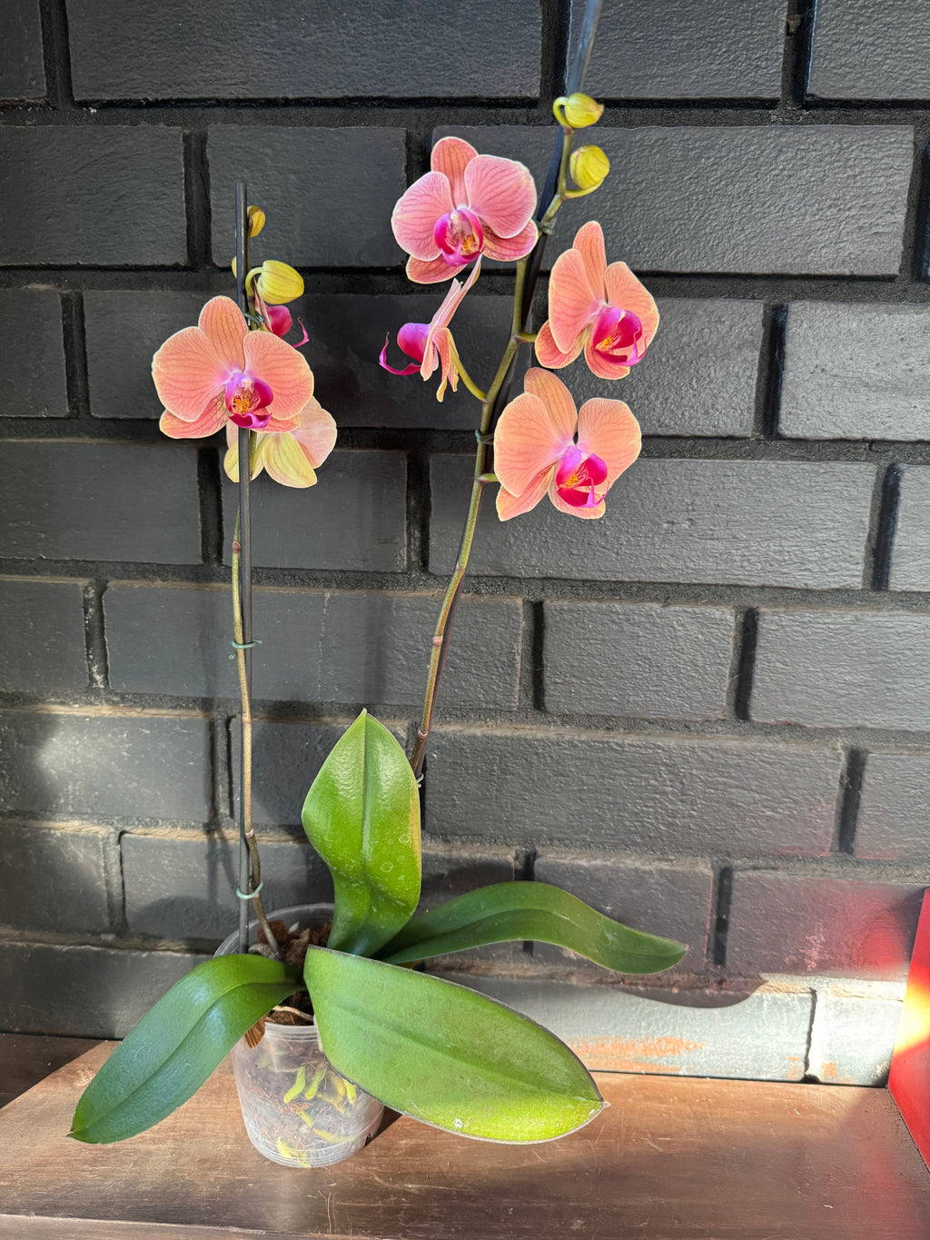 Orquídea Phalaenopsis Maribor 50–70 cm | Envío a todo Chile – Floraflor