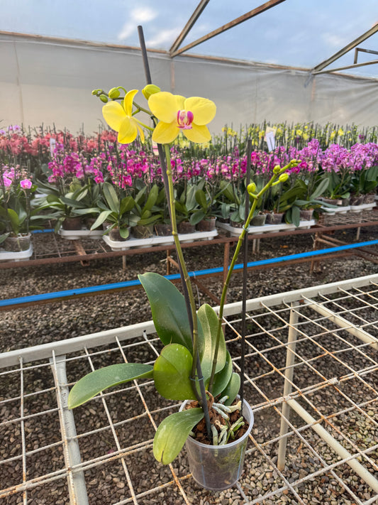 Orquídea Phalaenopsis Miraflore | Floraflor