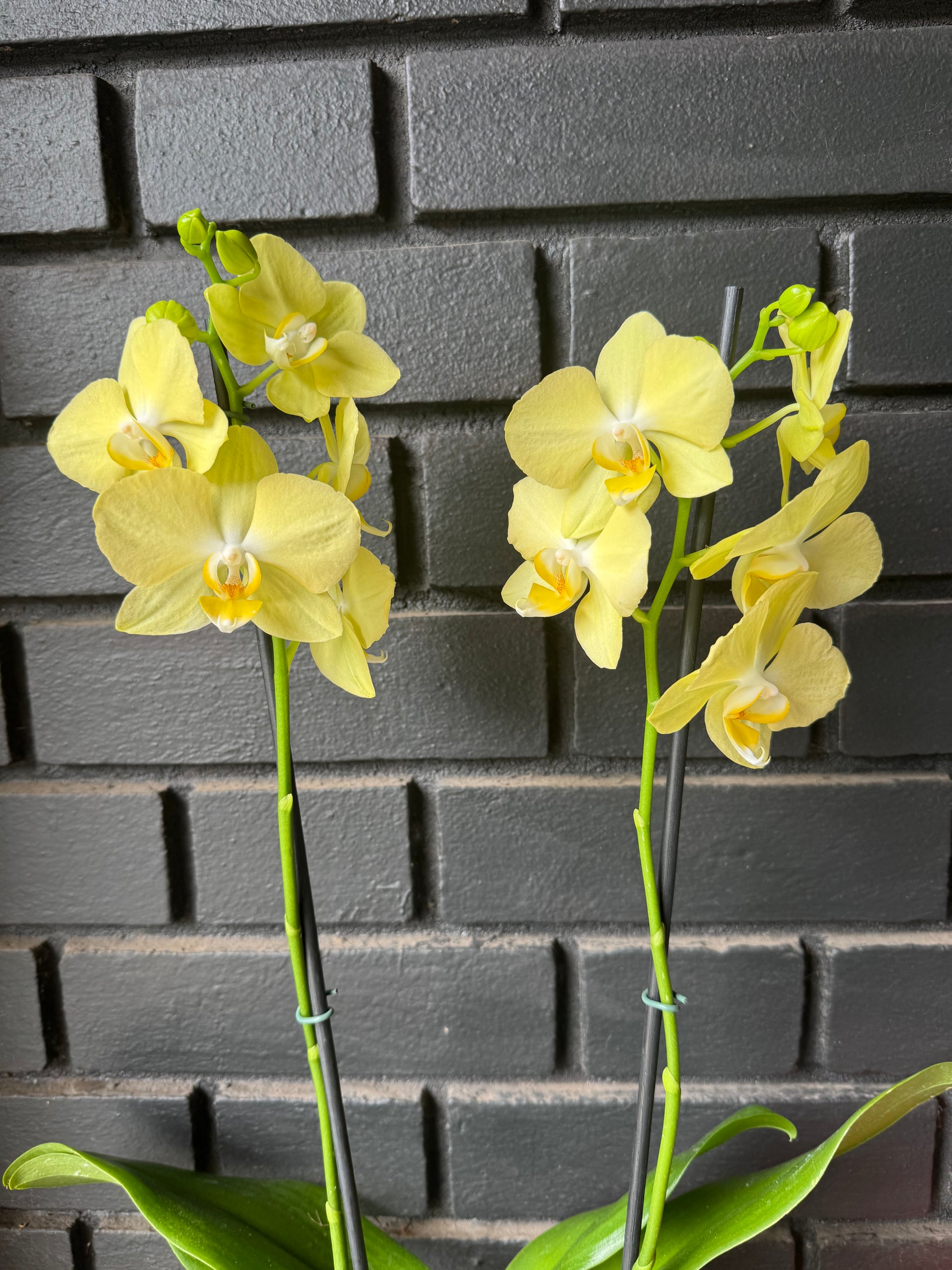 Orquídea Mirage | Floraflor