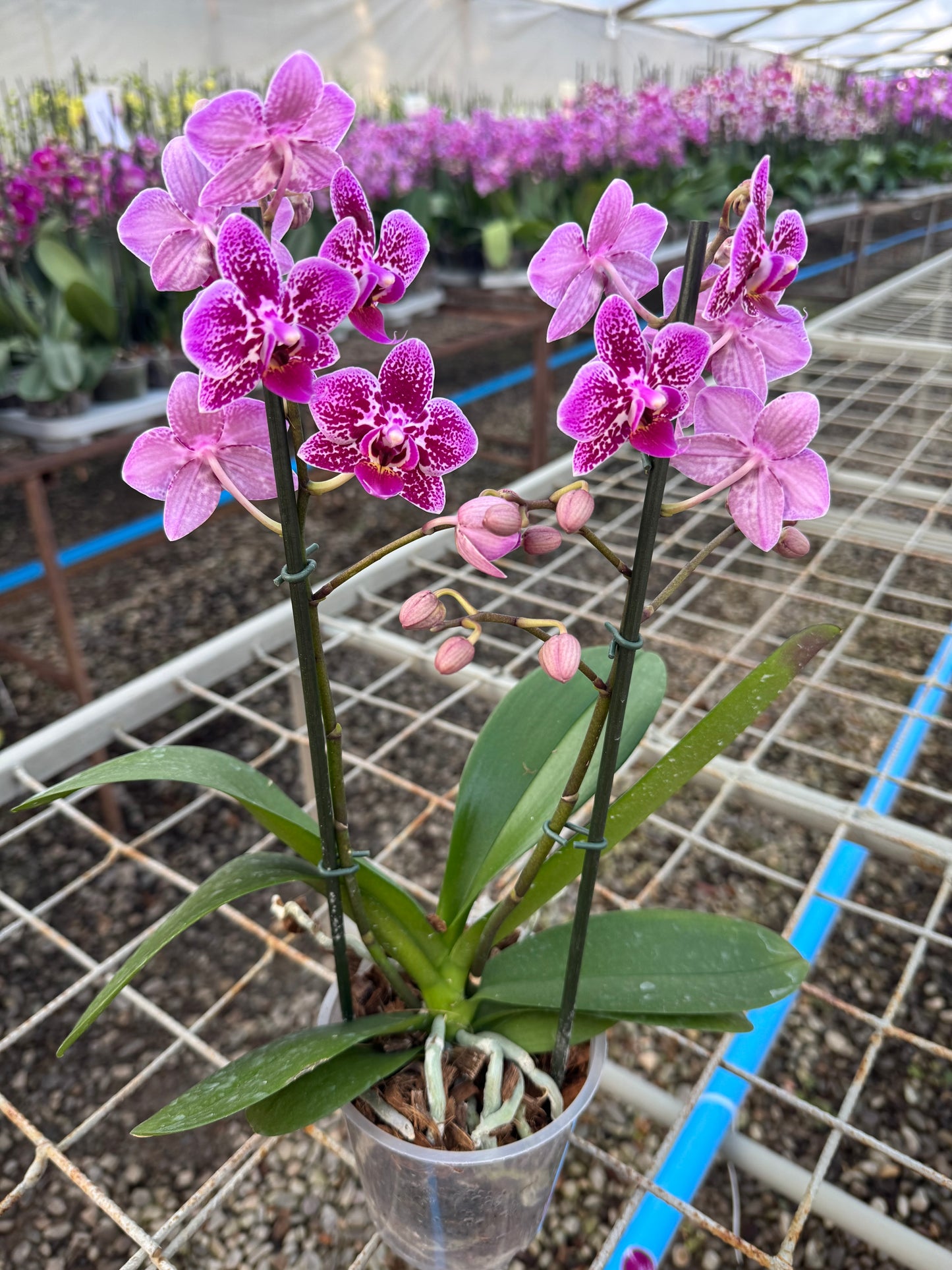 Orquídea Monterrey (Multiflora) | Floraflor