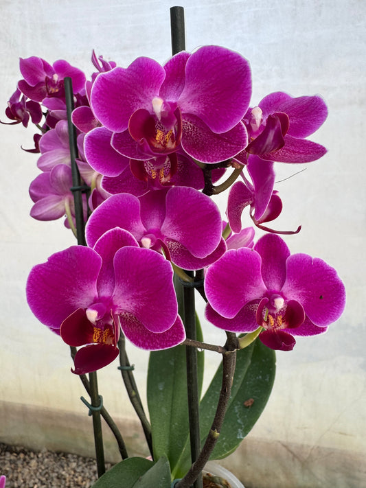 Orquídea Phalaenopsis Morelia (Multiflora)