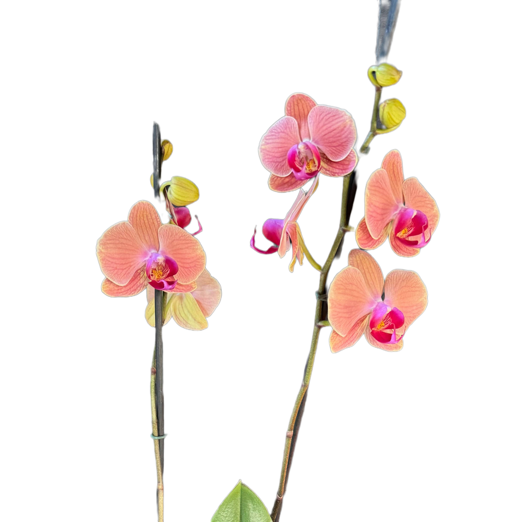 Orquídea Phalaenopsis Maribor 50–70 cm | Envío a todo Chile – Floraflor