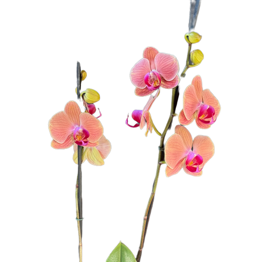 Orquídea Phalaenopsis Maribor 50–70 cm | Envío a todo Chile – Floraflor
