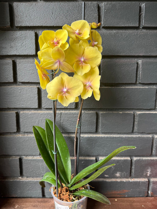 Orquídea Palau | Floraflor