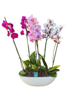 Arreglo 3 orquídeas en macetero Batea