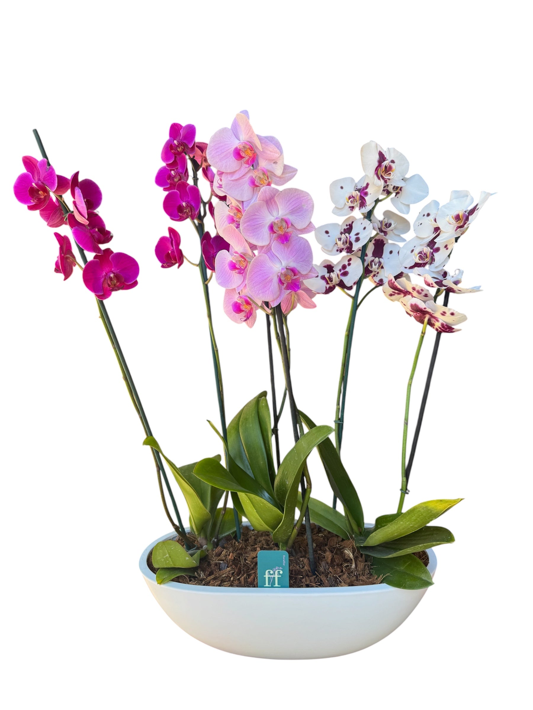 Arreglo 3 orquídeas en macetero Batea
