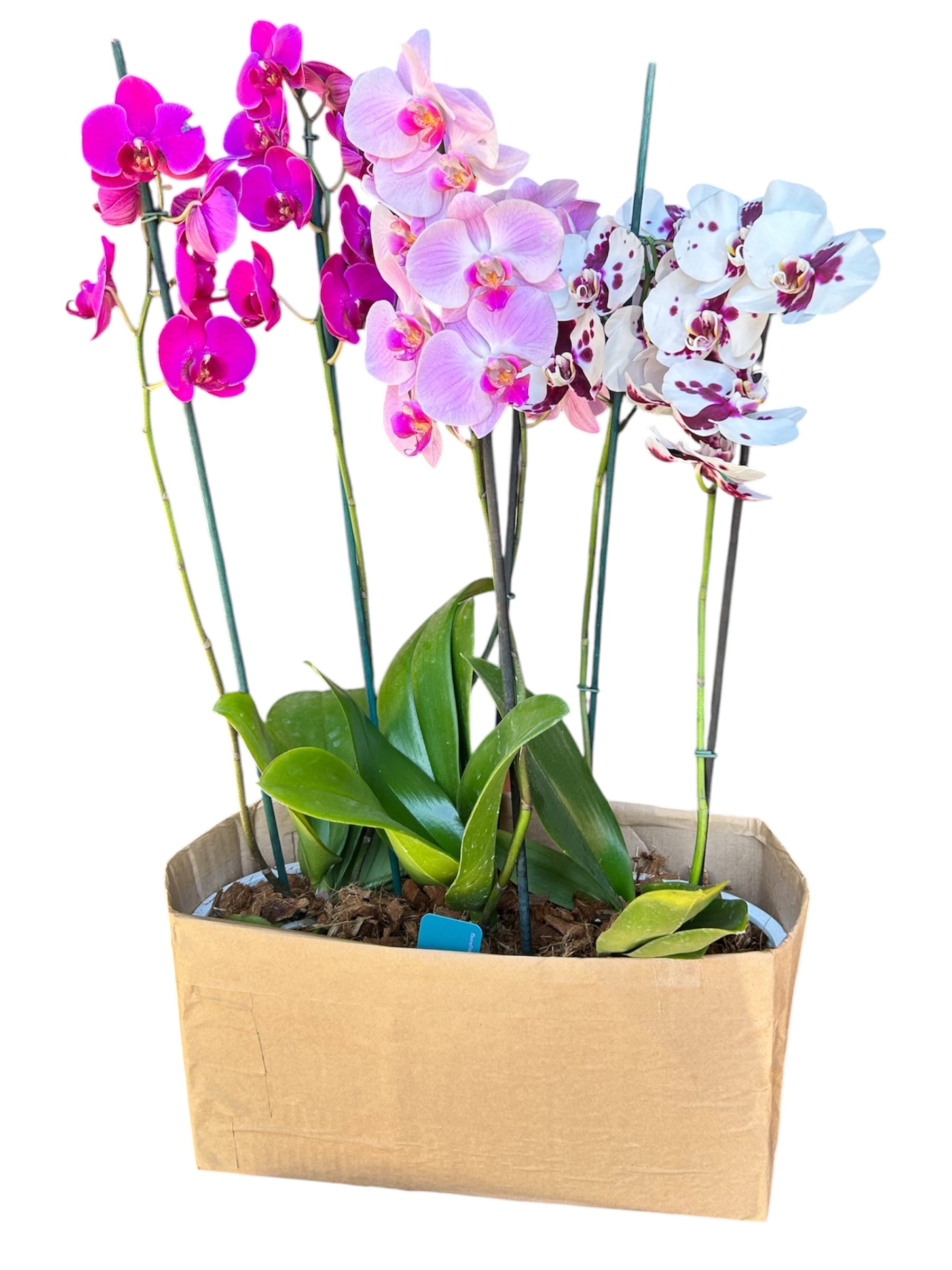 Arreglo 3 orquídeas en macetero Batea