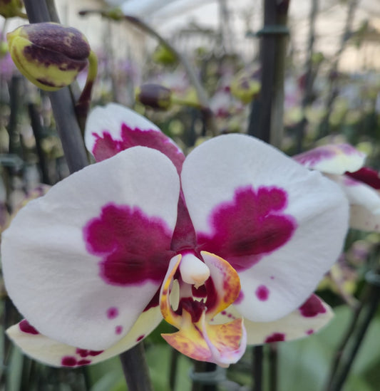 Orquídea  Polka dots | Floraflor