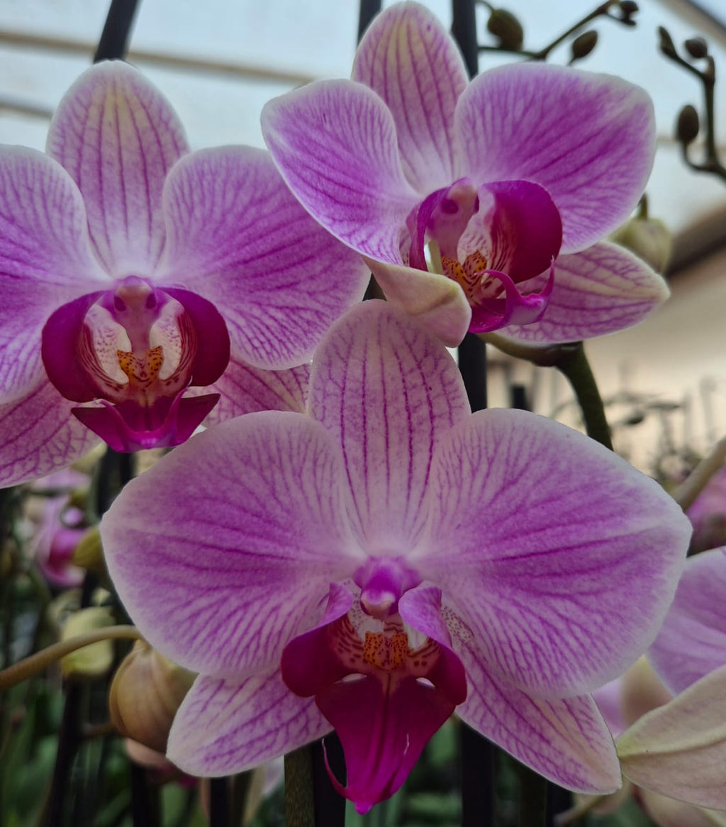 Orquídea Reflection | Floraflor