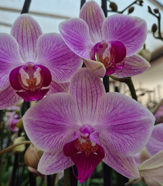 Orquídea Reflection | Floraflor