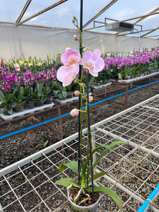 Orquídea Phalaenopsis Rosion