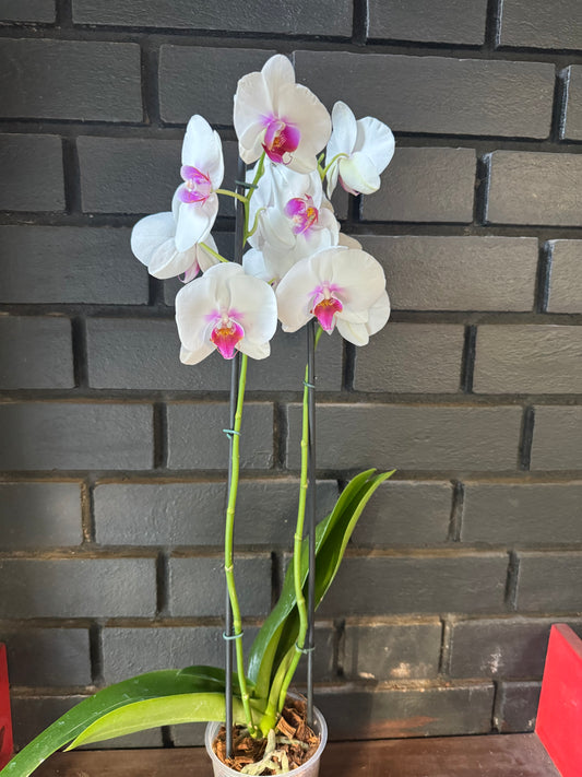 Orquídea Scarlion | Floraflor