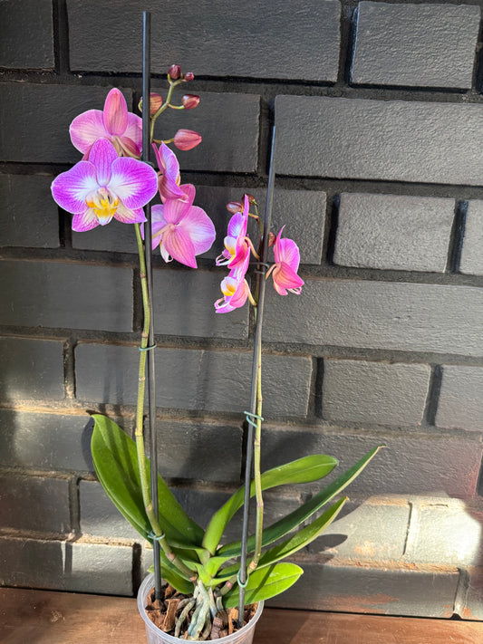 Orquídea Split | Floraflor