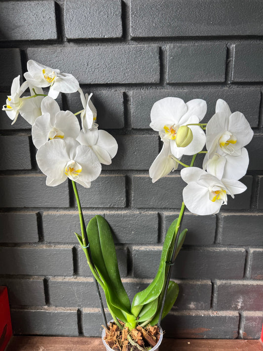 Orquídea Tapei | Floraflor