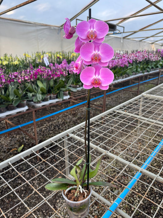 Orquídea Phalaenopsis Tigris | Floraflor