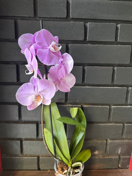 Orquídea Valerion | Floraflor