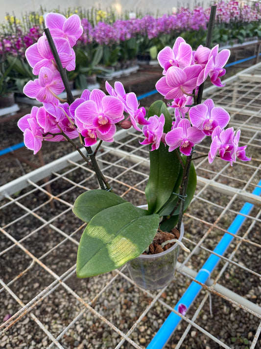 Orquídea Phalaenopsis Vienna (Multiflora)