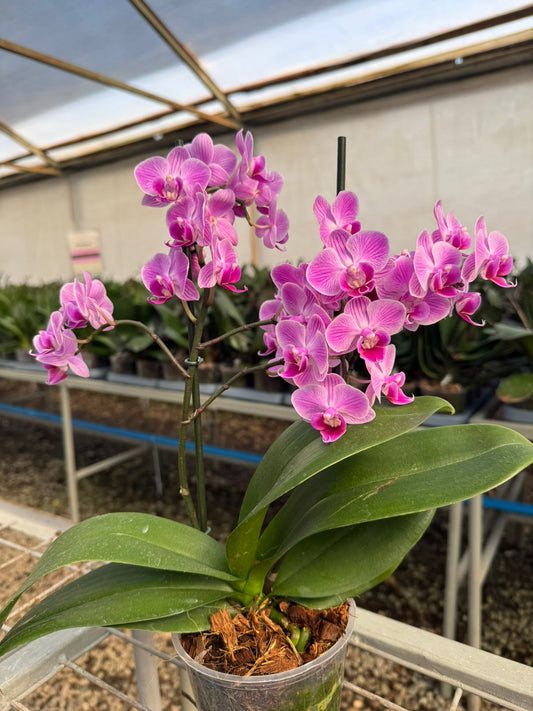 Orquídea Vienna (Multiflora) | Floraflor