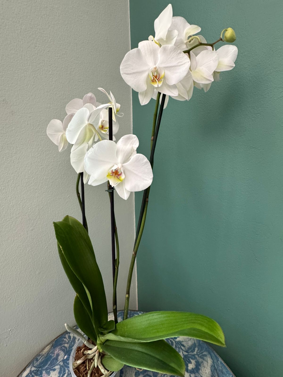Arreglo personalizado 1 Orquidea