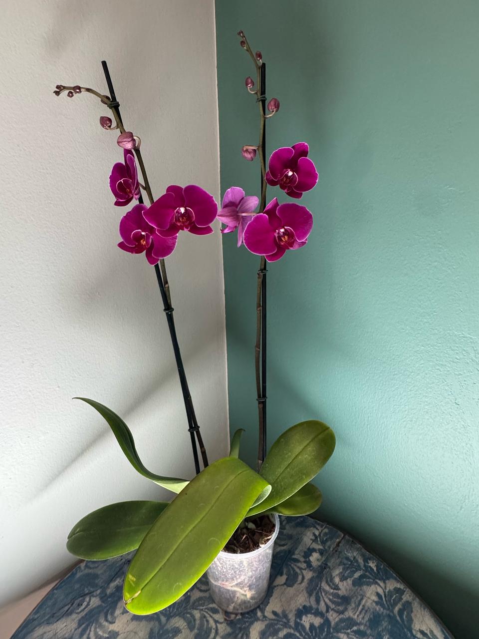 Orquídea Phalaenopsis Queenstown