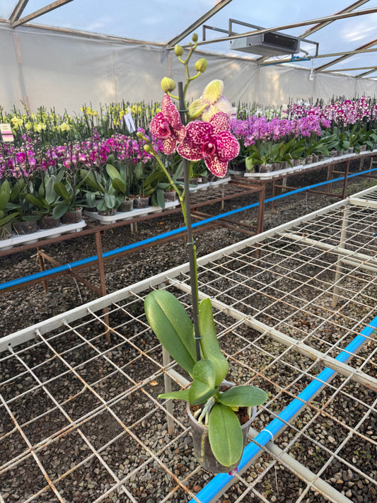 Orquídea Phalaenopsis Wildcat | Floraflor