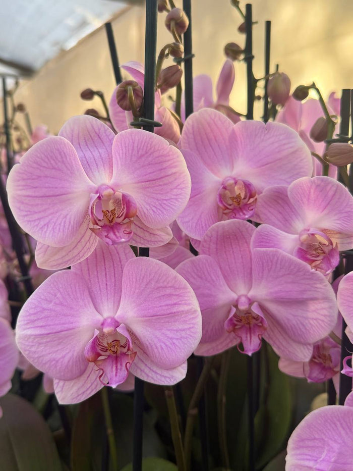 Orquidea Elion phalaenopsis 1