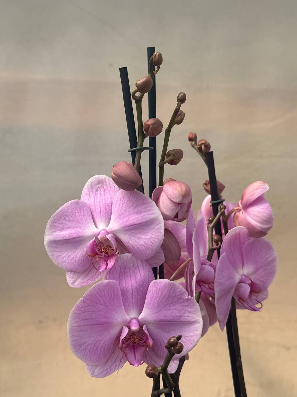 Orquidea Elion phalaenopsis 2