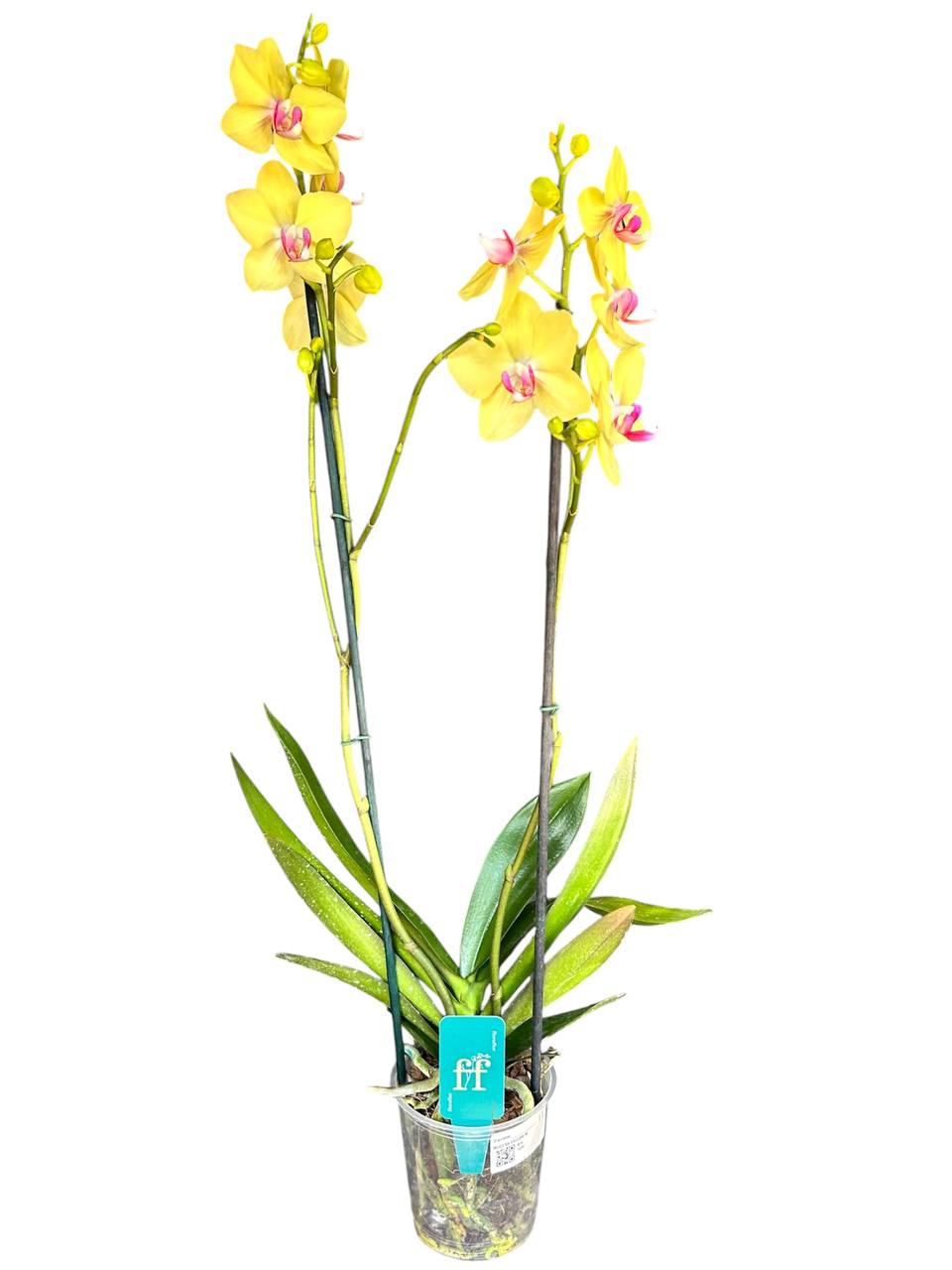Orquidea phalaenopsis amarilla con centro violeta Modena