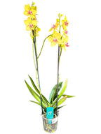 Orquidea phalaenopsis amarilla con centro violeta Modena