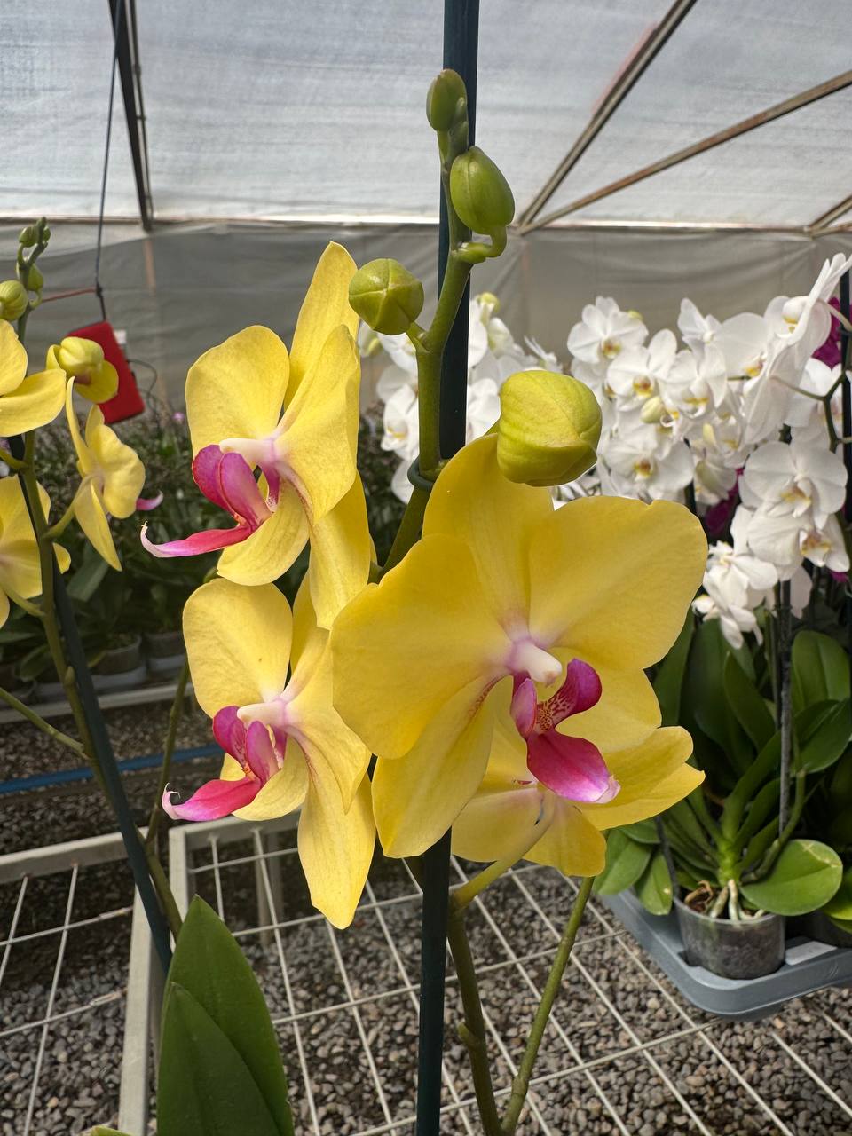 Orquidea phalaenopsis amarilla con centro violeta Modena