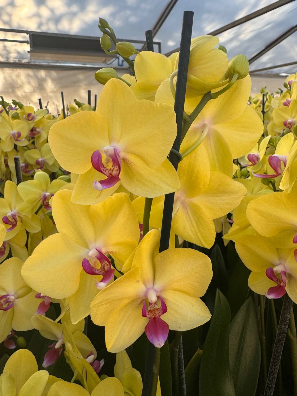 Orquidea phalaenopsis amarilla con centro violeta Modena
