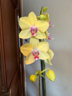 Orquidea phalaenopsis amarilla con centro violeta Modena