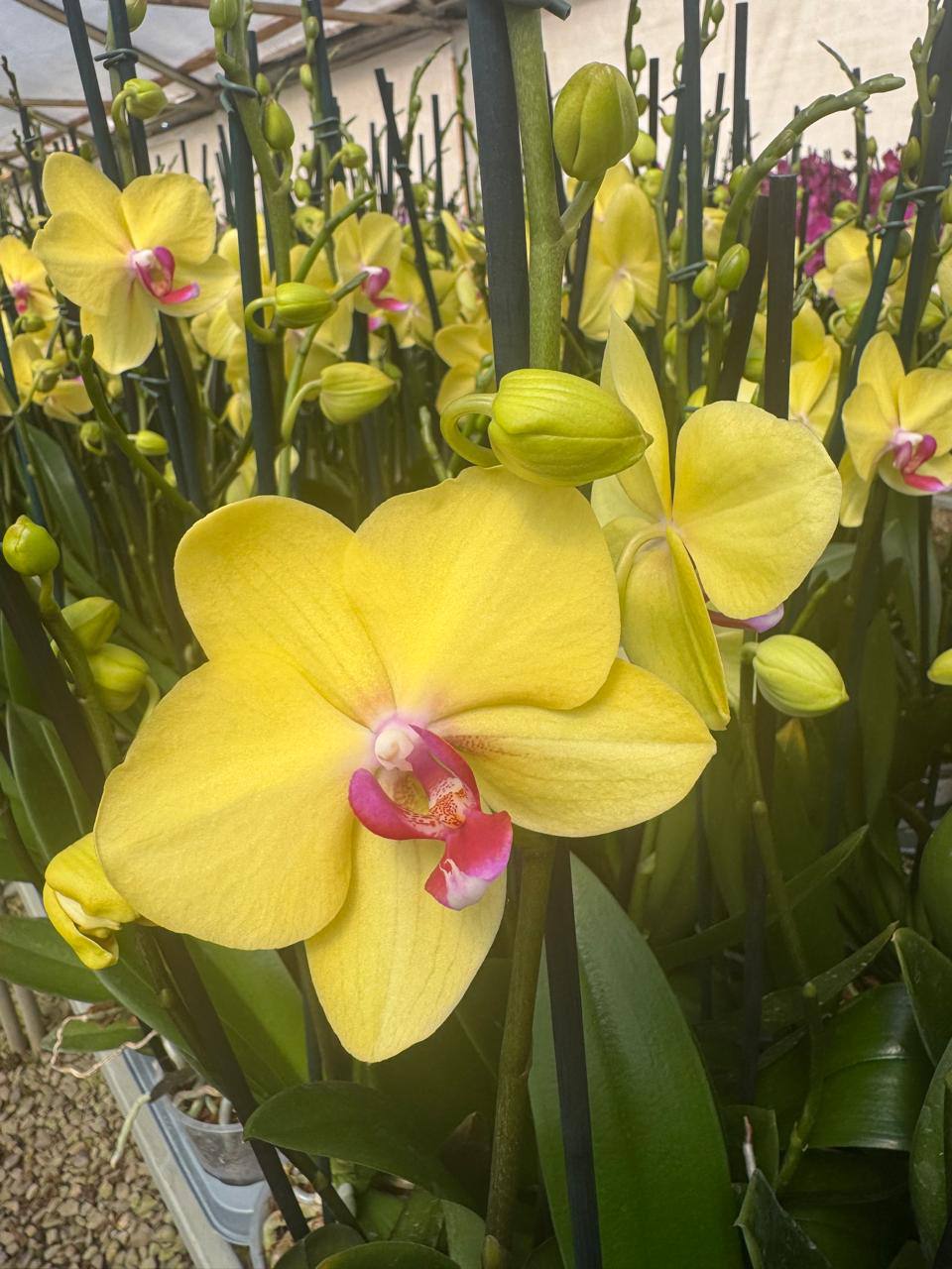 Orquidea phalaenopsis amarilla con centro violeta Modena