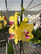 Orquidea phalaenopsis amarilla con centro violeta Modena