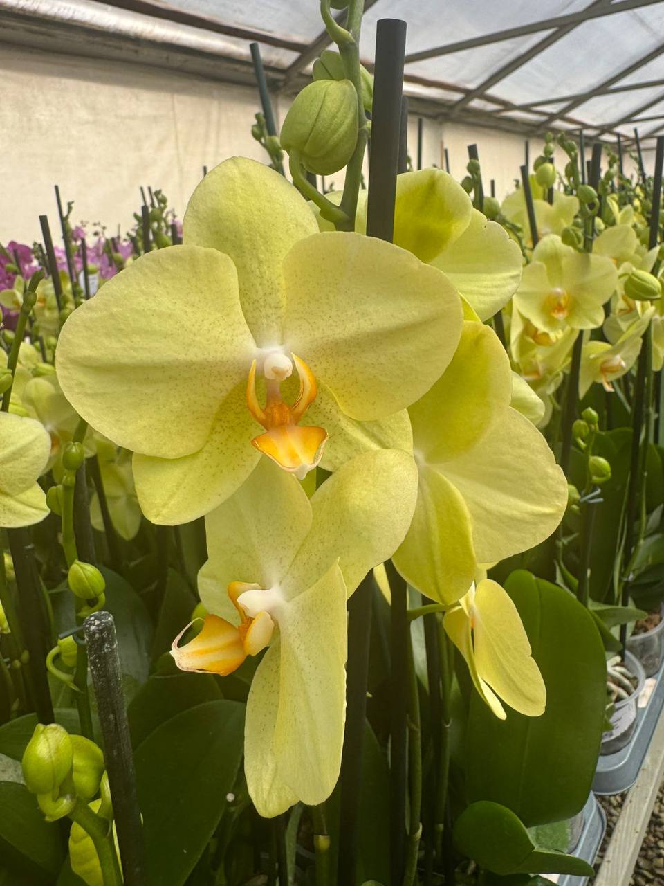 Orquidea phalaenopsis Amarilla Volterra