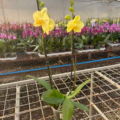 Orquidea phalaenopsis Amarilla Volterra