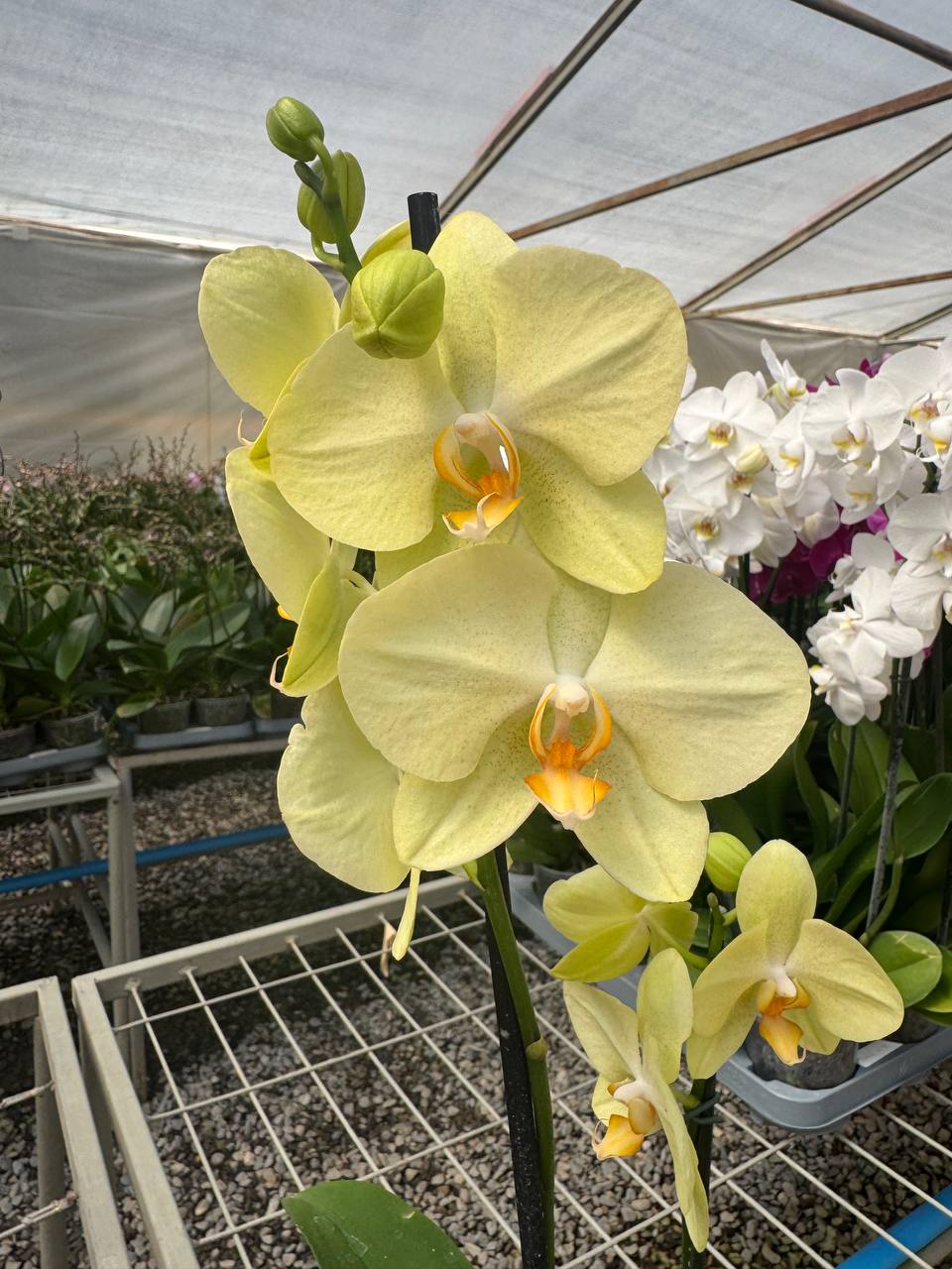 Orquidea phalaenopsis Amarilla Volterra