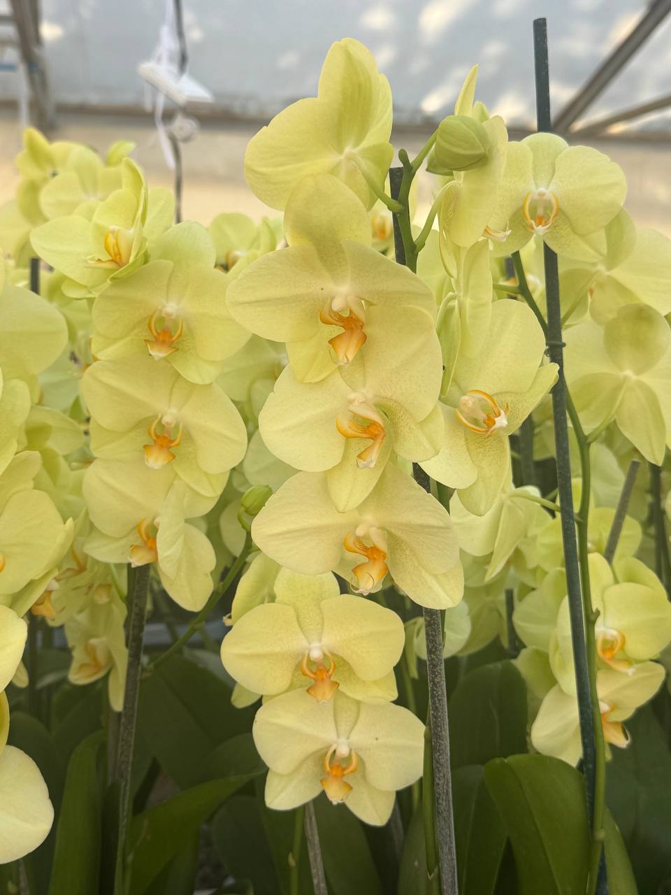 Orquidea phalaenopsis Amarilla Volterra