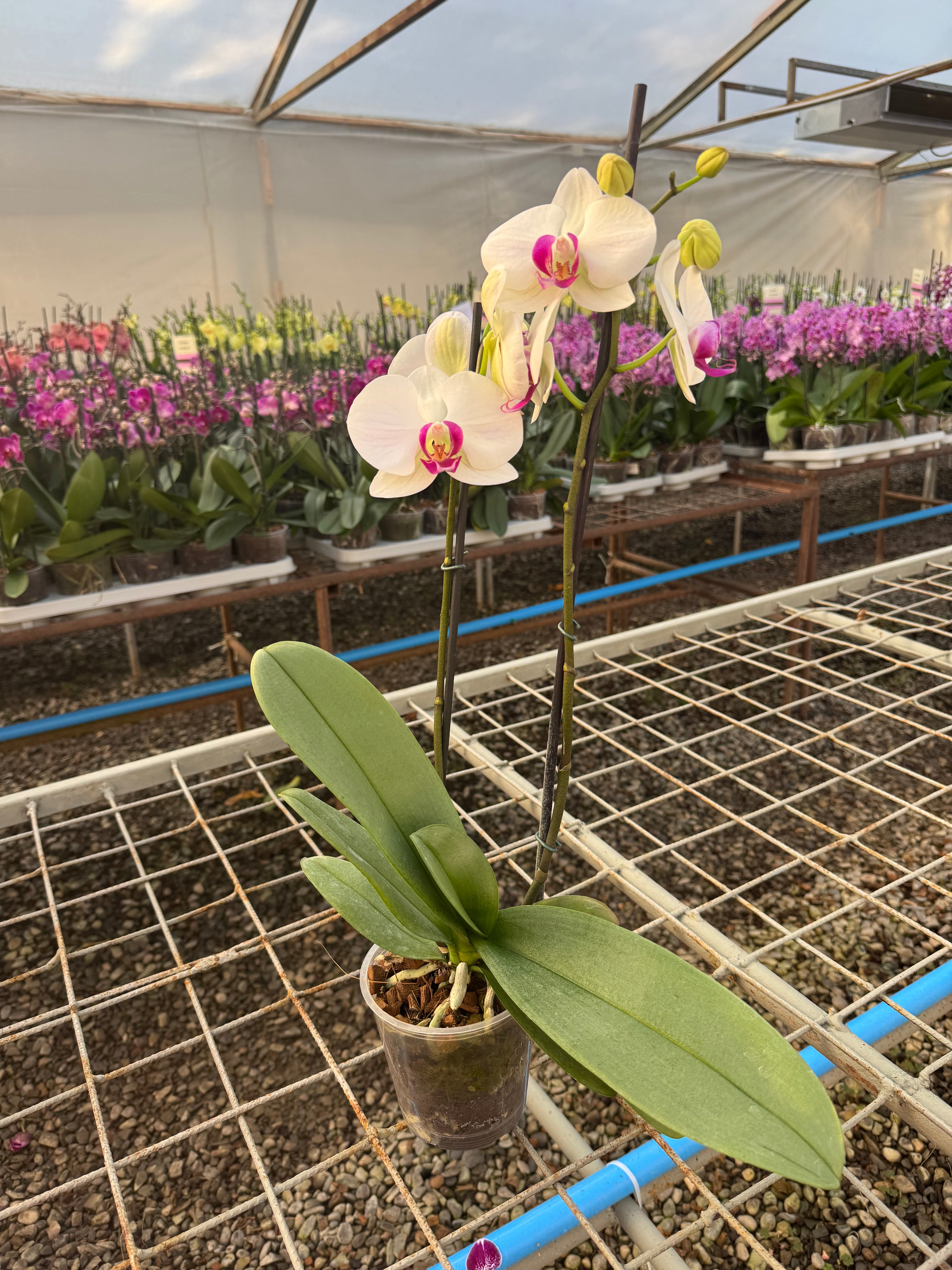 Orquidea phalaenopsis blanca centro rosado Winterlove