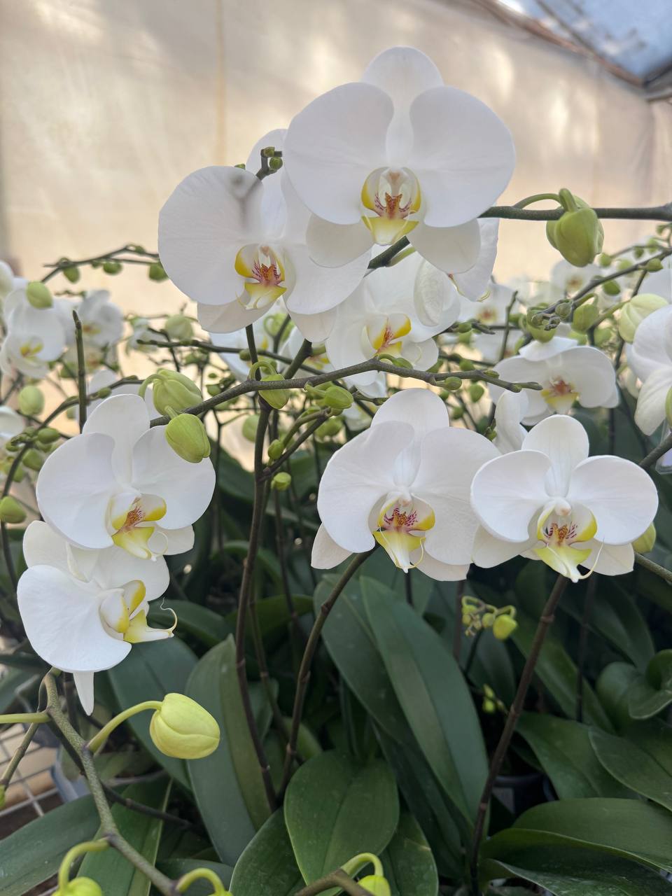 Orquidea phalaenopsis Blanca con centro amarillo SA2001
