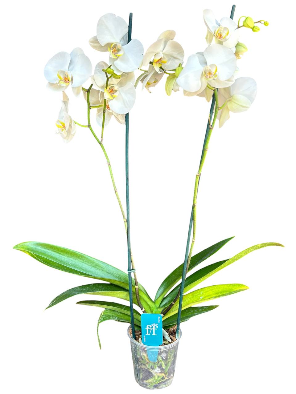 Orquidea phalaenopsis blanca con centro amarillo SA2001