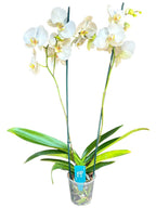 Orquidea phalaenopsis blanca con centro amarillo SA2001