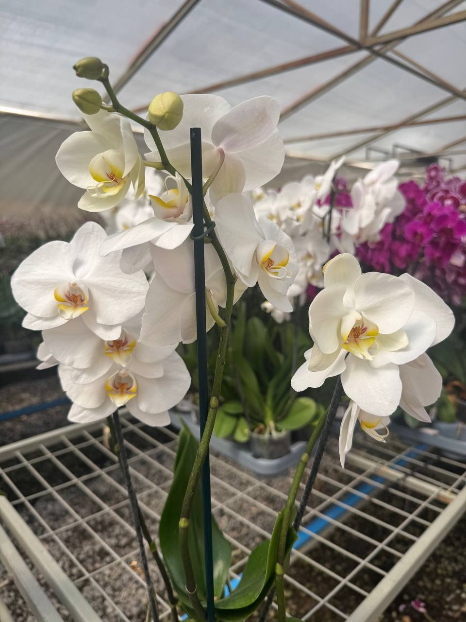 Orquidea phalaenopsis Blanca con centro amarillo Yvion