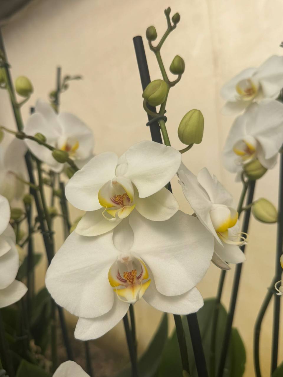 Orquidea phalaenopsis Blanca con centro amarillo Yvion