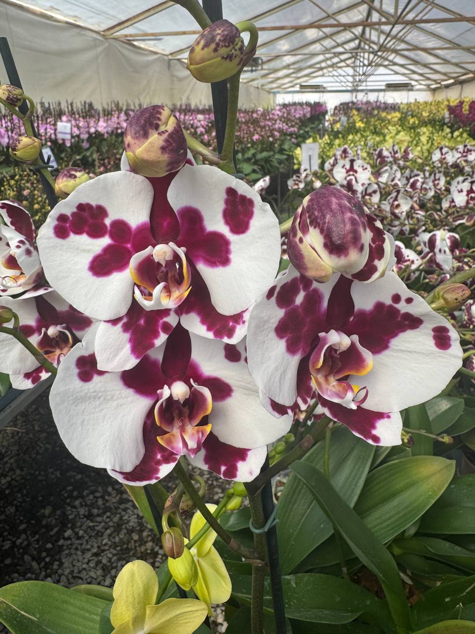 Orquidea phalaenopsis Blanca con manchas morado Black Magic
