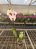 Orquidea phalaenopsis Blanca Red Eye