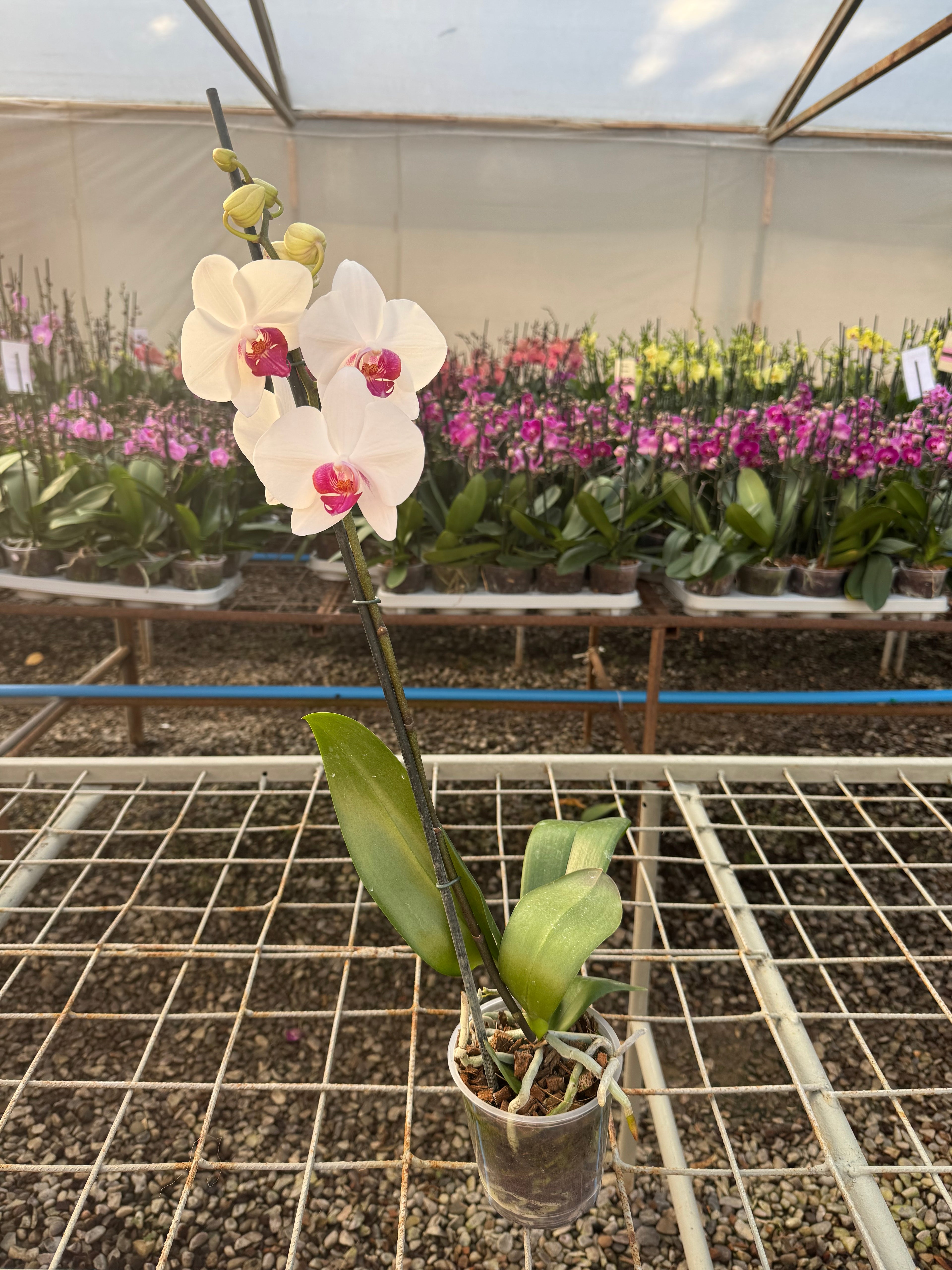 Orquidea phalaenopsis Blanca Red Eye