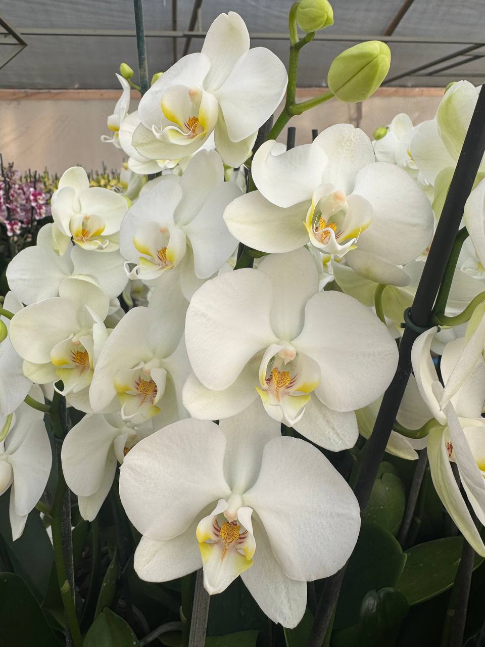 Orquidea phalaenopsis Cocion