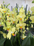Orquidea phalaenopsis Inti sun