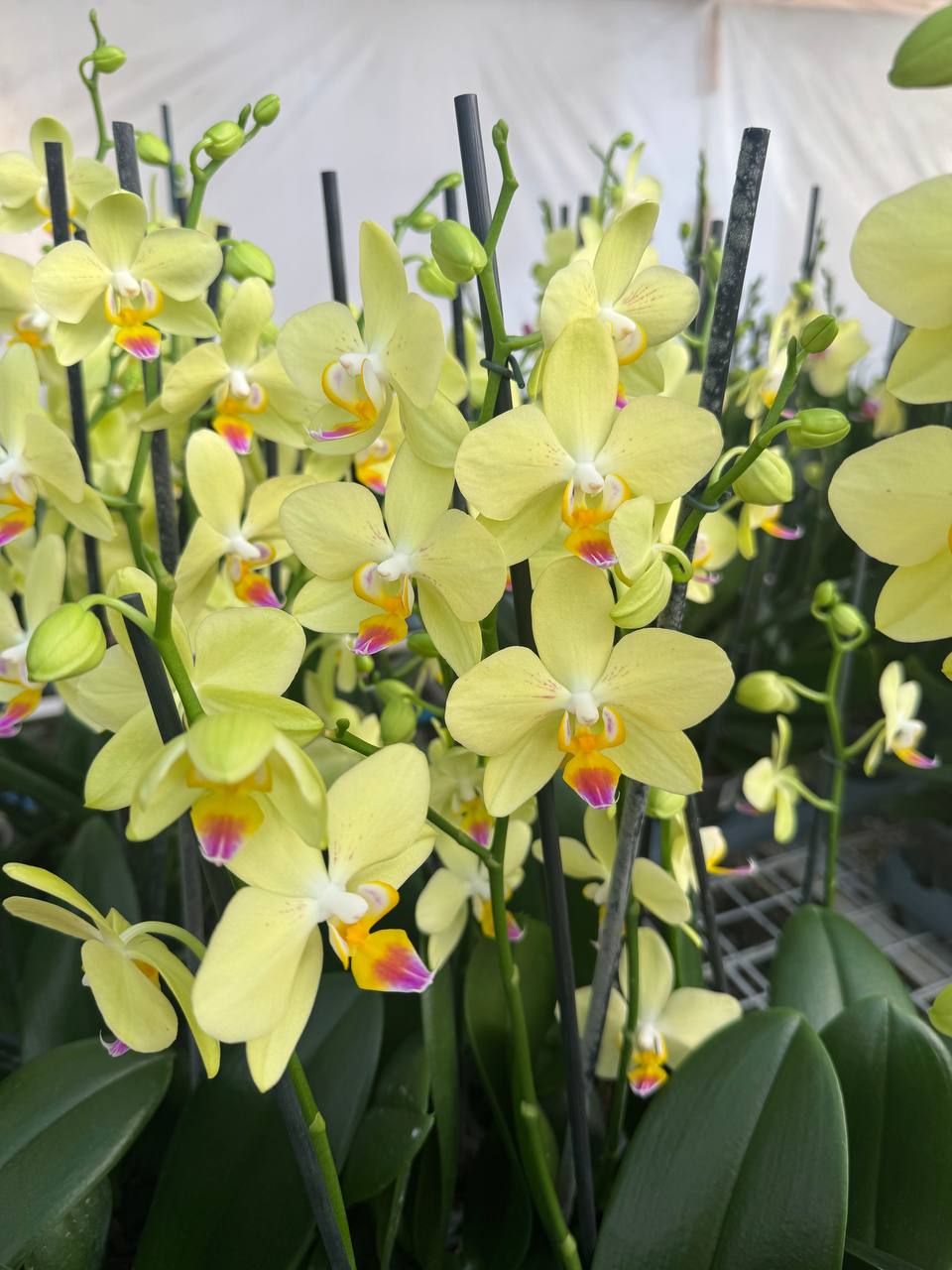 Orquidea phalaenopsis Inti sun